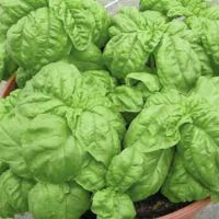 Basil Leaf Lettuce