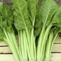 Chard Green Smooth Cut From