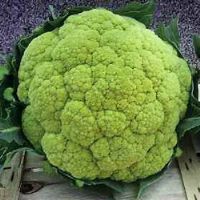 Cauliflower Green Sel. Barese