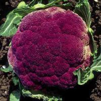 Cauliflower Of Sicilia Violet