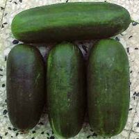 Cucumber Along Medium Green Sel. Polignano