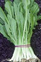 Catalonia Chicory leaves Jagged Select Cut