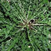 Creeping Wild Chicory