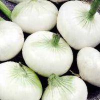 White Onion Of Maggio