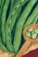 Fava Extra Precoce a Grano Bianco