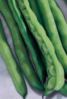 Fava Aguadulce Supersimonia