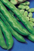 Fava Extra Precoce a Grano Violetto