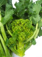 Broccoletto O Cima Di Rapa