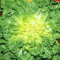 Indivia Scarola Gigante Degli Ortolani