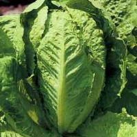 Lettuce Blonde of Ortolani