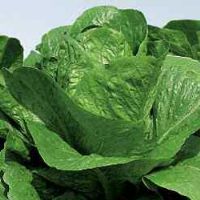 Lattuga Verde Degli Ortolani