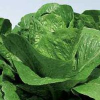 Green Lettuce Of Ortolani