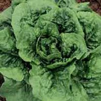 Lettuce Mortarella Green Spring S.B.