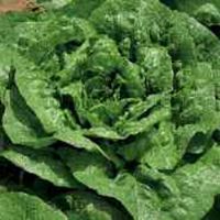 Green lettuce Mortarella winter S.N.