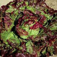 Lettuce Winter Wonder (Red Batavia)