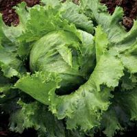 Lettuce Brazilian