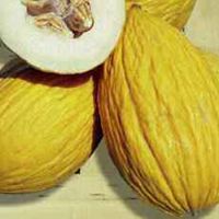 Melon Yellow Wrinkled Of Cosenza