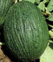 Melone Tendral Verde