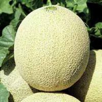 Galia melon