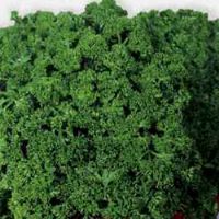 Curly Parsley