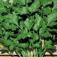 Parsley Giant of Naples