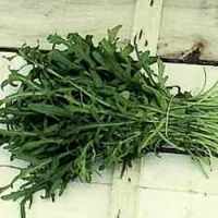 Rucola Selvatica a Foglia Frastagliata